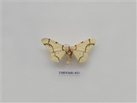 藏品(尺蛾225)的圖片